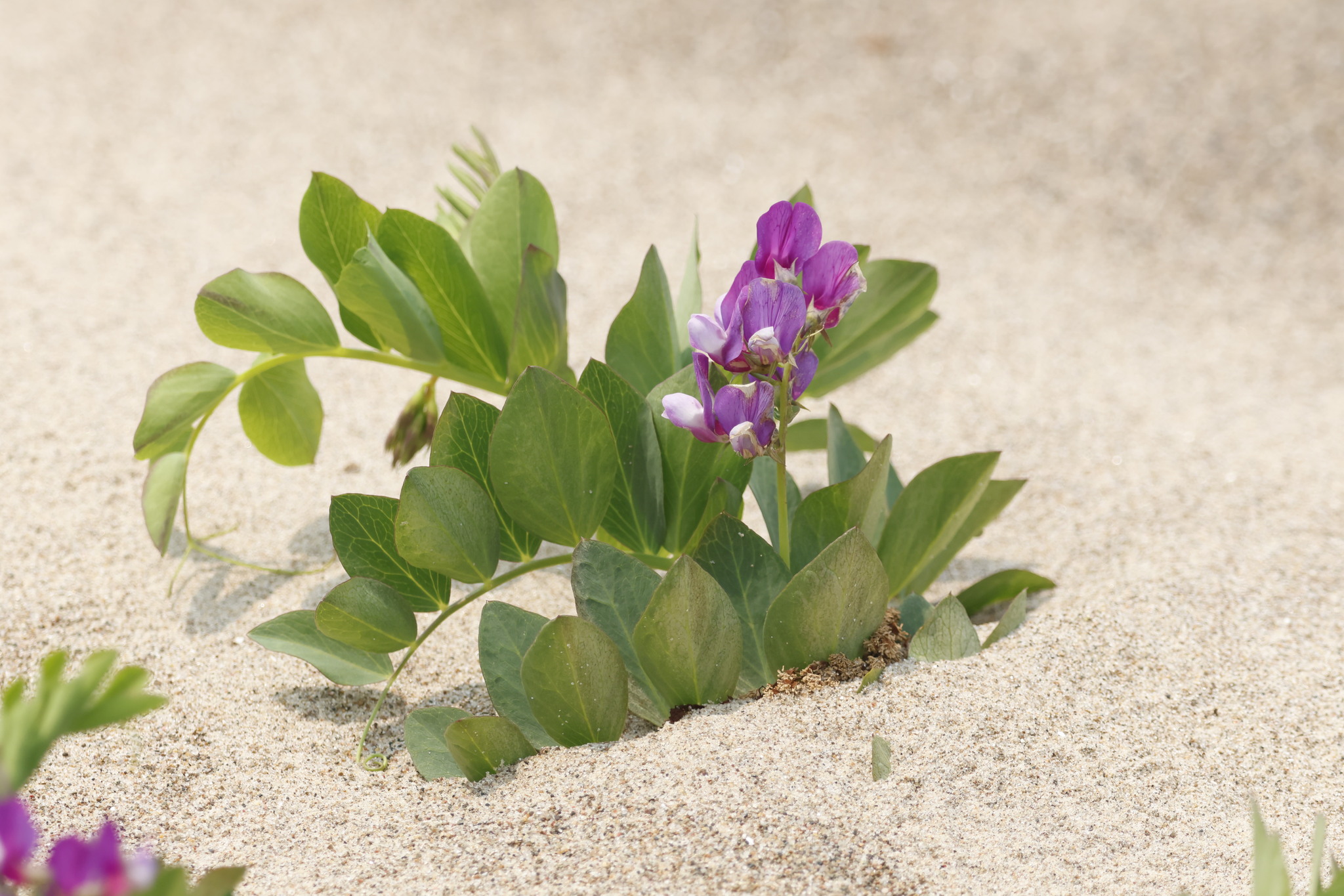 seaside pea (Lathyrus japonicus)  iNaturalist
