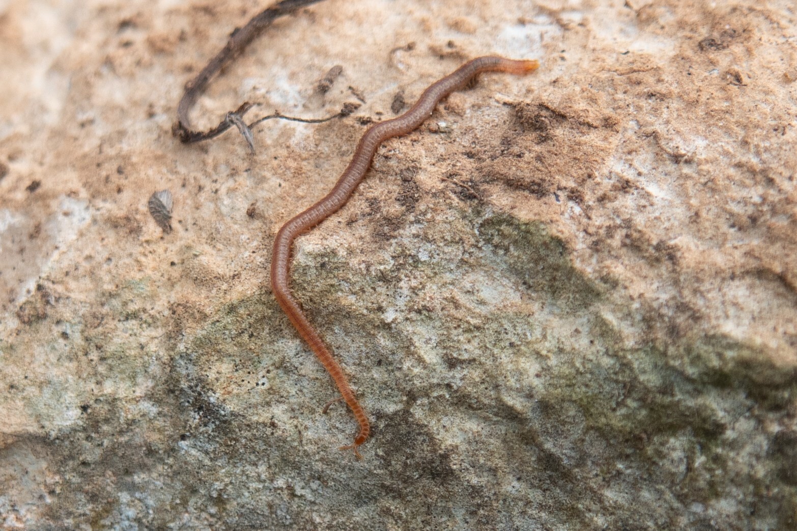 Dignathodon microcephalus Lucas, 1846