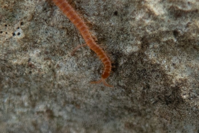 Dignathodon microcephalus Lucas, 1846