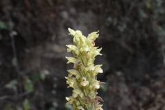 Sarcoglottis rosulata