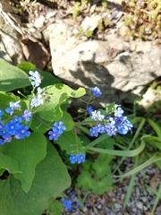 Brunnera