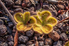 Drosera collina