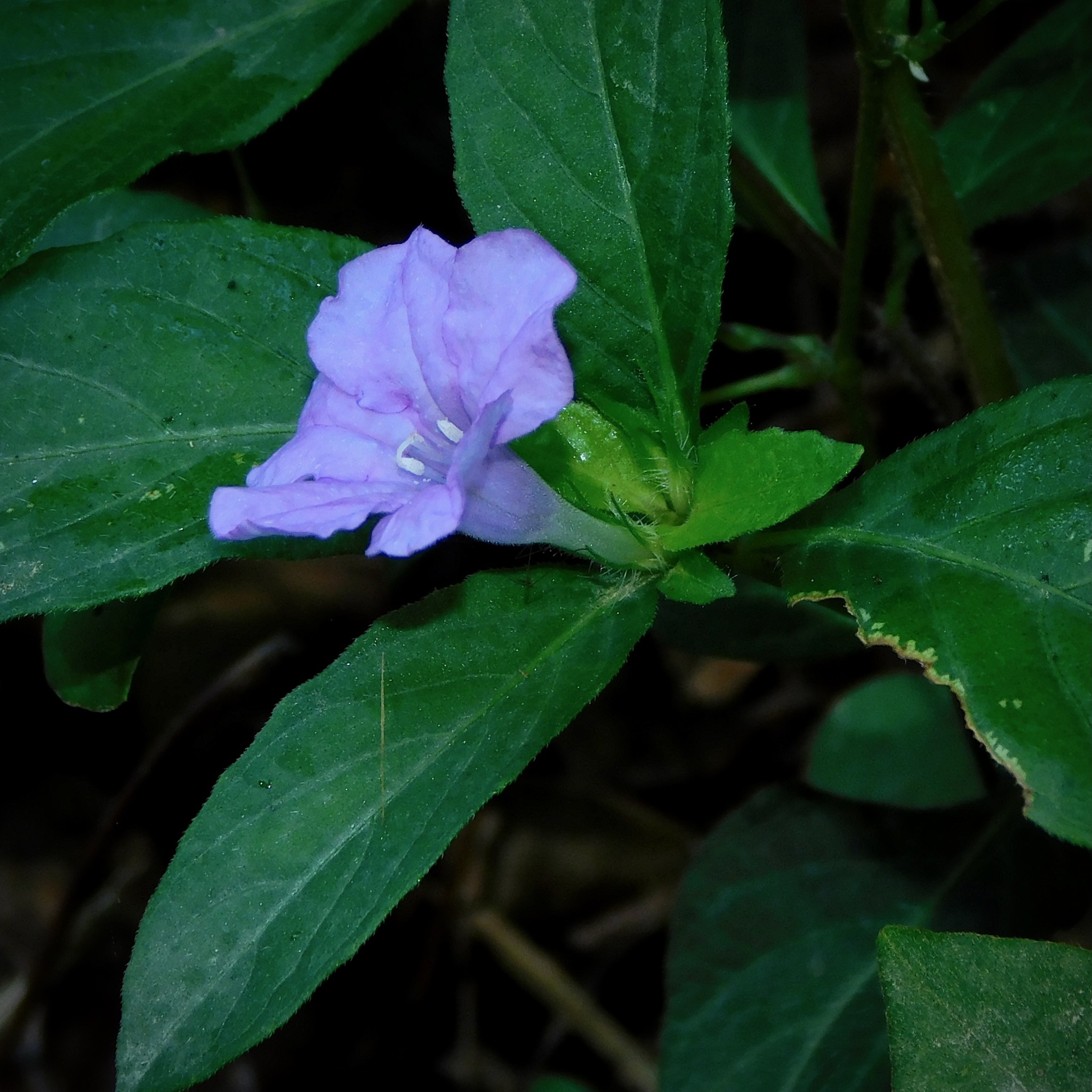 Ruellia caroliniensis