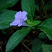 Carolina Ruellia - Photo (c) Michael J. Papay, some rights reserved (CC BY), uploaded by Michael J. Papay