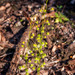 Bold Sundew - Photo (c) Felix Fleck, some rights reserved (CC BY-NC), uploaded by Felix Fleck