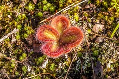 Drosera squamosa