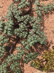 Cymopterus