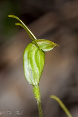 Pterostylis erubescens