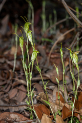 Pterostylis erubescens