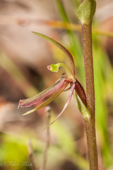 Cyrtostylis robusta