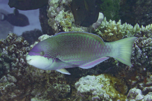 Globehead parrotfish (Scarus globiceps) — Scaridae — 5