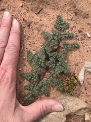 Cymopterus