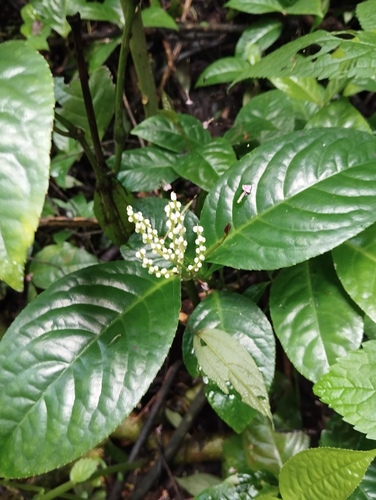 Chloranthus elatior observed 2024-01-20