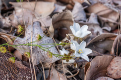 Drosera huegelii