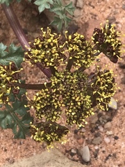 Cymopterus