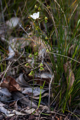 Drosera huegelii