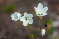 Drosera huegelii