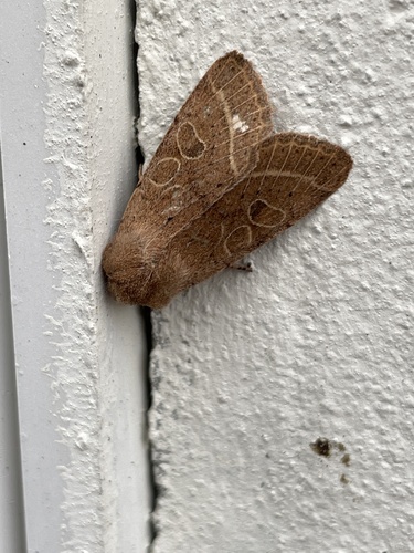 Orthosia cerasi