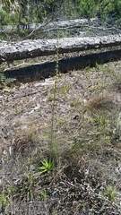 Aletris lutea image
