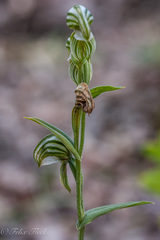 Pterostylis vittata