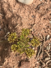 Cymopterus