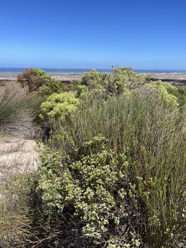 Dune Bitterbuchu (Diosma subulata)