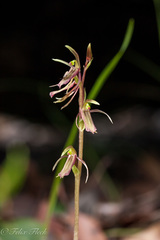 Cyrtostylis robusta
