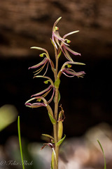 Cyrtostylis robusta