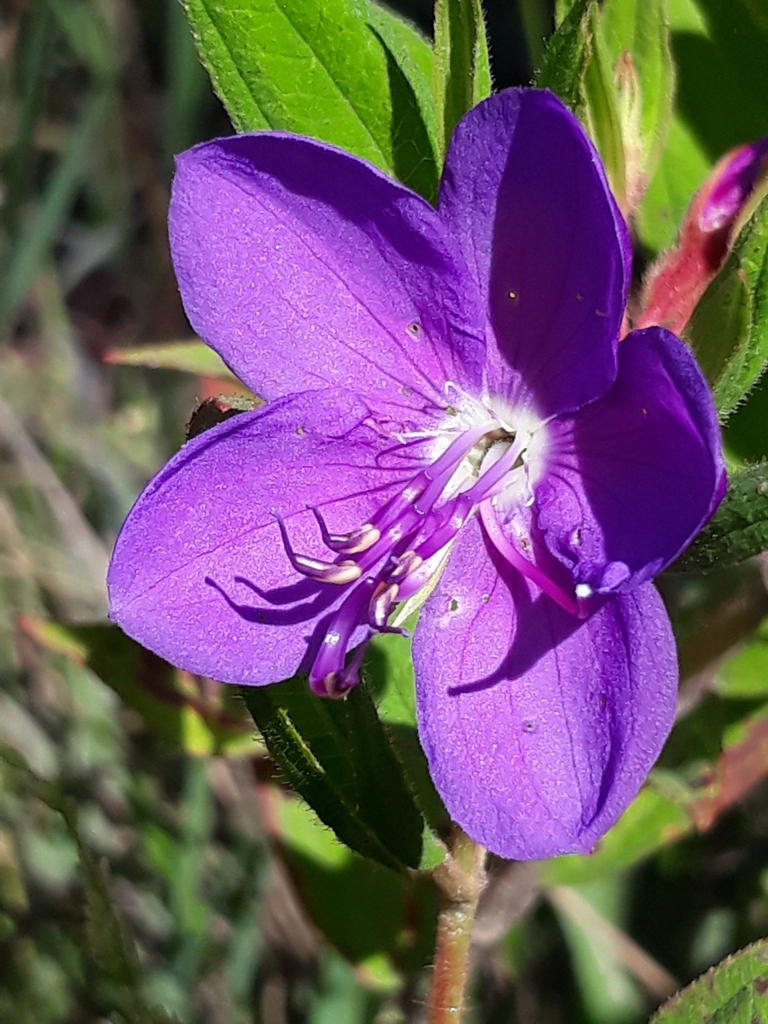 Rhynchanthera grandiflora