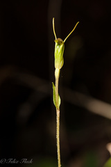 Pterostylis karri