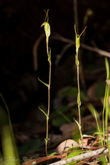 Pterostylis karri