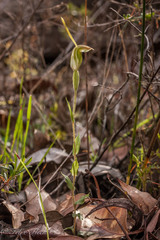 Pterostylis pyramidalis