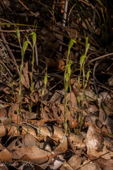 Pterostylis pyramidalis