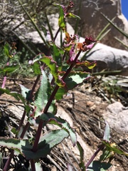 Penstemon pseudospectabilis