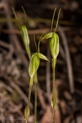 Pterostylis pyramidalis