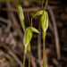 Tall Snail Orchid - Photo (c) Felix Fleck, some rights reserved (CC BY-NC), uploaded by Felix Fleck