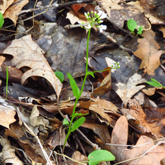 Cardamine bulbosa