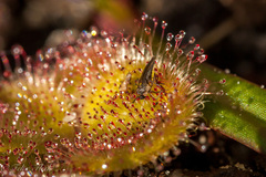 Drosera collina