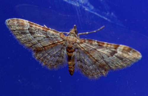 Gymnoscelis rufifasciata