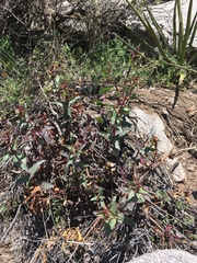 Penstemon pseudospectabilis