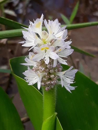 Pontederia ovalis