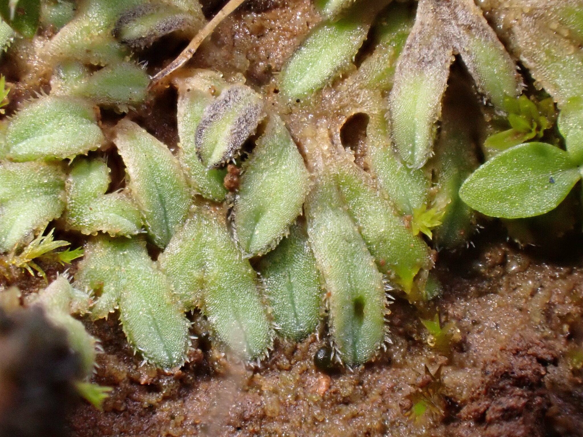 Riccia bicarinata