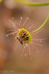 Drosera pallida