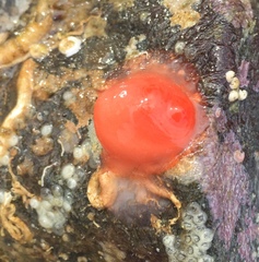 Cnemidocarpa finmarkiensis