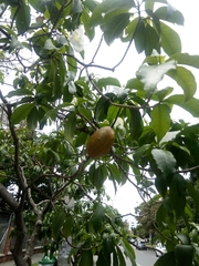 Tabernaemontana litoralis