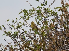 Emberiza citrinella