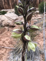 Yucca baileyi