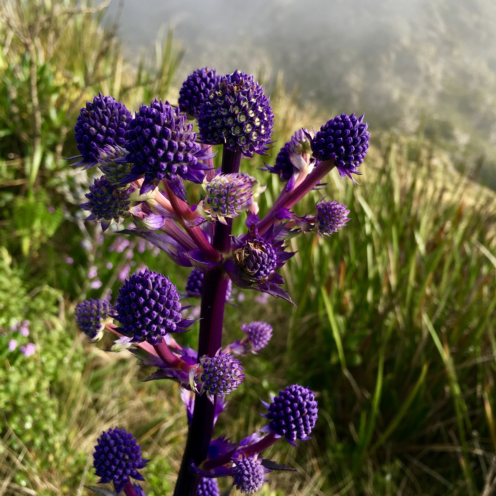 Eryngium glaziovianum