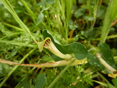 Aristolochia paucinervis