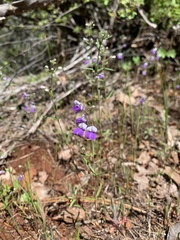Collinsia linearis